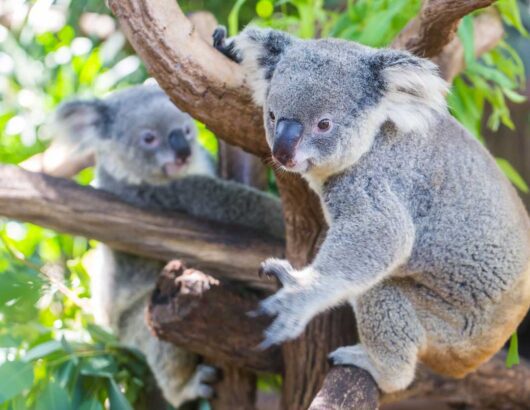 Lone Pine Koala Santuary