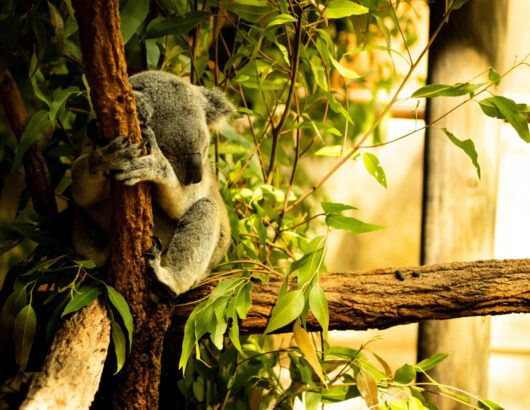 Photo by Nate Biddle from Pexels: https://www.pexels.com/photo/koala-sleeping-21579905/