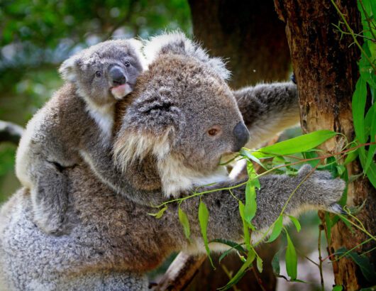 Photo by Pixabay from Pexels: https://www.pexels.com/photo/mother-kangaroo-carrying-baby-kangaroo-85678/